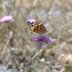 Close-up of butterfly pollinating on pink flower