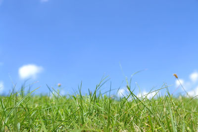Fresh green grass against blue sky with clouds