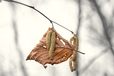 Close-up of dry leaves on frozen plant during winter