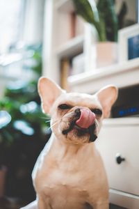 Portrait of dog sitting