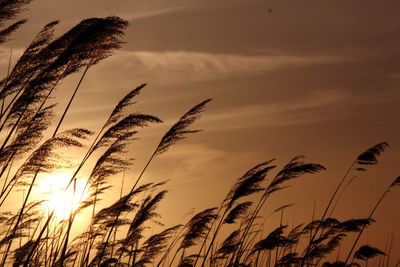 Close-up of silhouette plants against sunset sky