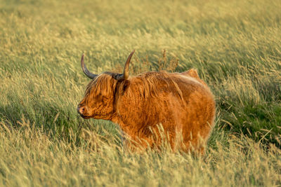Portrait of deer on field