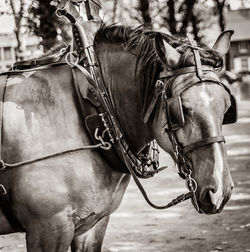 Close-up of a horse