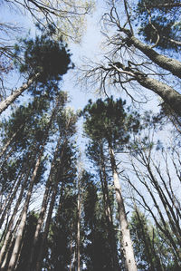 Low angle view of pine trees against sky in forest