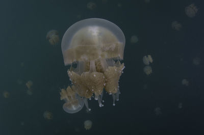 Close-up of jellyfish swimming in aquarium