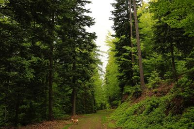 Dirt road amidst trees in forest