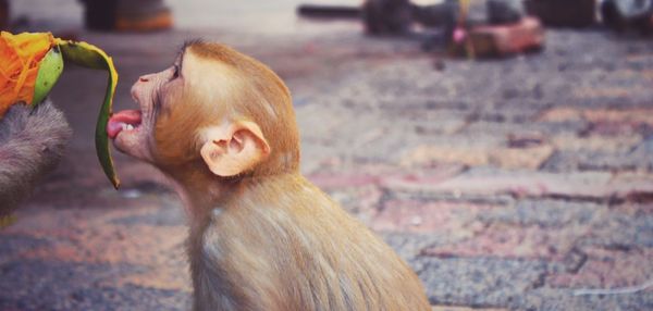 Side view of monkey licking mango fruit on street