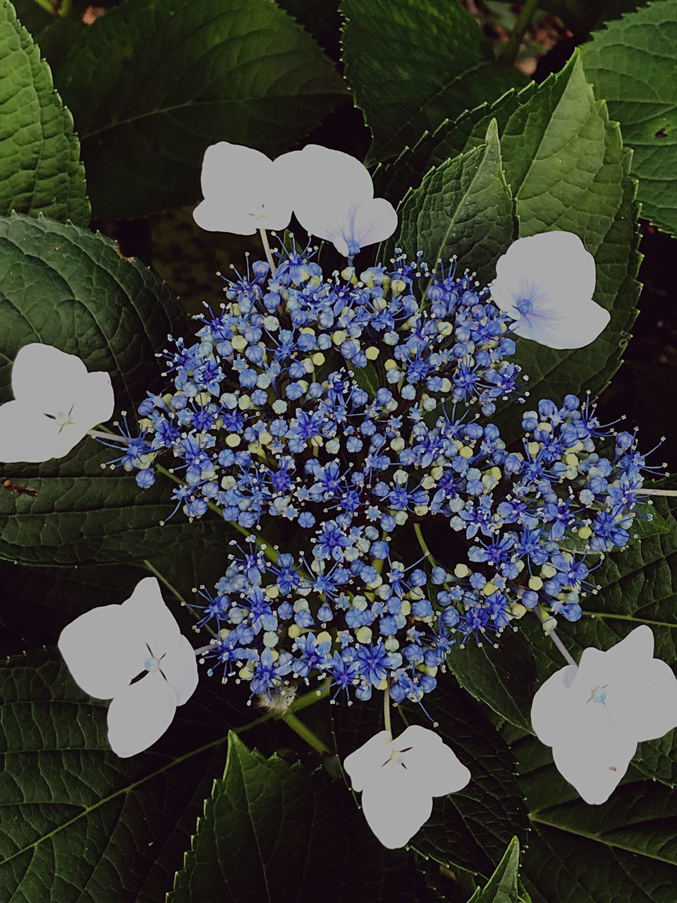 flower, flowering plant, plant, plant part, leaf, growth, beauty in nature, fragility, freshness, vulnerability, nature, close-up, petal, no people, purple, white color, inflorescence, flower head, day, botany, outdoors, lilac, bunch of flowers, lantana