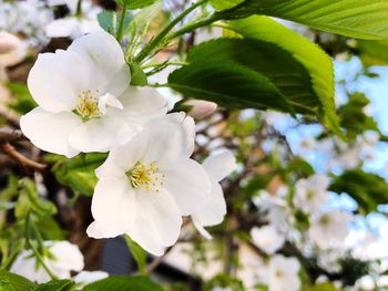 Close-up of white flowers blooming on tree