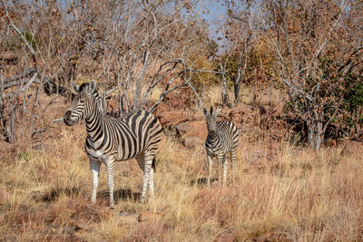 View of two zebras