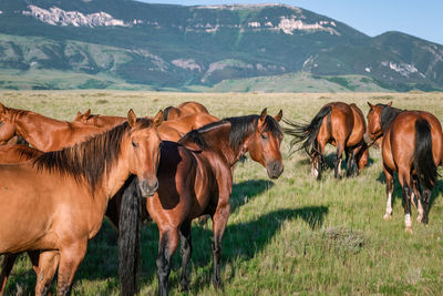 Horses on field