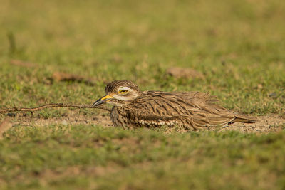 Bird perching on a field