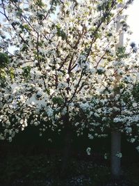 White flowers blooming on tree