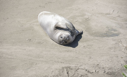 High angle view of seal on the  beach