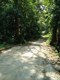 Footpath amidst trees in forest