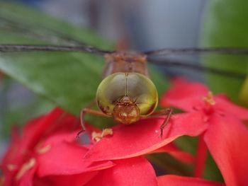 Close-up of dragonfly on flower