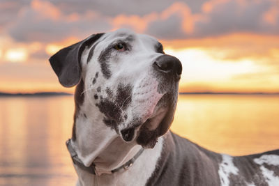 Handsome harlequin great dane dog headshot at sunset by the sea.