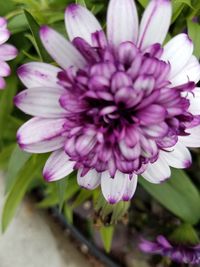 Close-up of pink flower