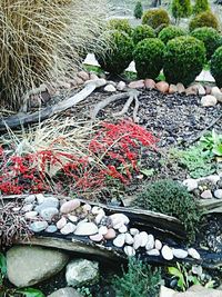 Plants growing on rocks