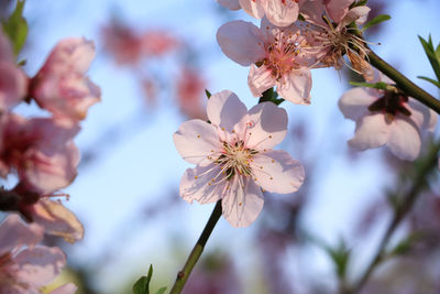 Close-up of flower head with stamen