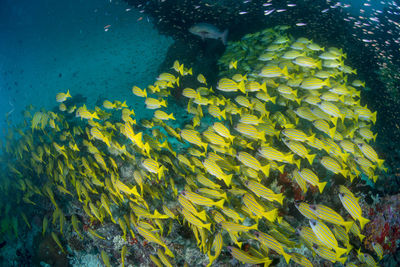 School of blue banded snapper ,wide angle