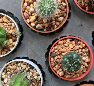 Directly above shot of potted cactus on table