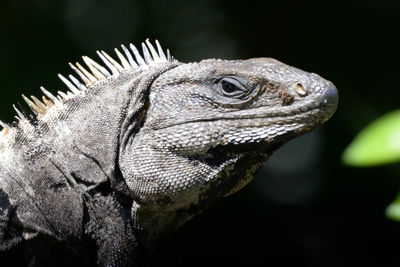 Close-up of a lizard