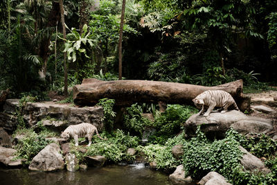 Giraffe in a forest