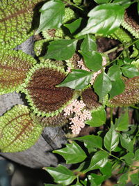 Close-up of fresh green plant