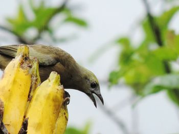 Close-up of bird perching on tree