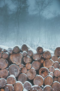 Stack of logs in forest