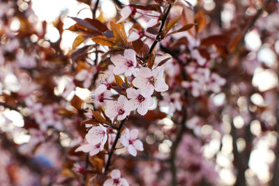 Close-up of apple blossoms in spring