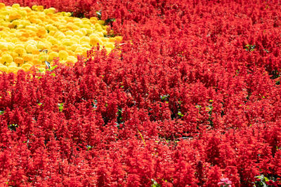 Close-up of red flowering plants