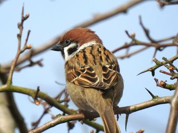 Low angle view of bird perching on tree