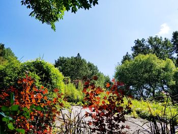 Plants and trees against clear sky