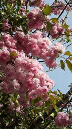 Low angle view of pink flowers on tree