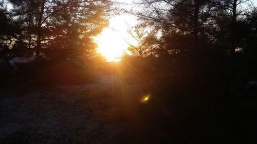 Trees against sky during sunset