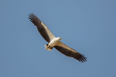 Low angle view of seagull flying