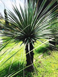 Close-up of palm tree