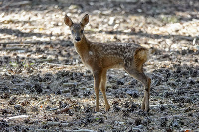 Portrait of deer standing on land