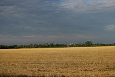 Scenic view of field against sky