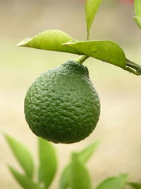 Close-up of lime growing on tree
