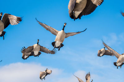 Low angle view of canada geese flying