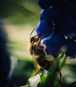 Close-up of honey bee on purple flower