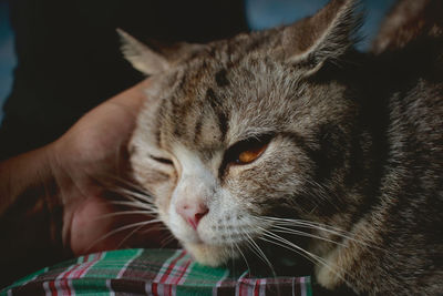 Close-up of a cat