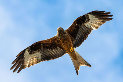 Low angle view of eagle flying