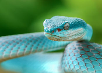 Close-up of lizard