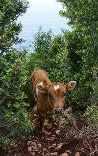 Cow standing in a forest