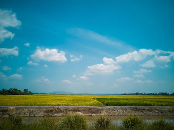 Scenic view of paddy field against sky in malaysia.