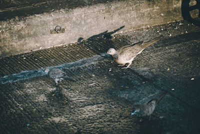 High angle view of bird on land